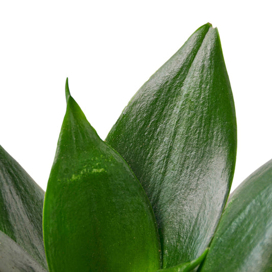 Snake Plant Jade potted plant