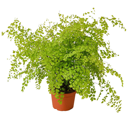 Maidenhair Fern 6" potted plant