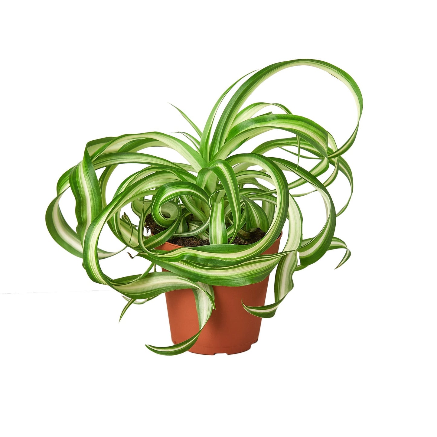 Spider Plant 'Bonnie' 4" potted plant