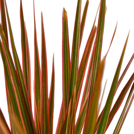 Dracaena 'Colorama' potted plant