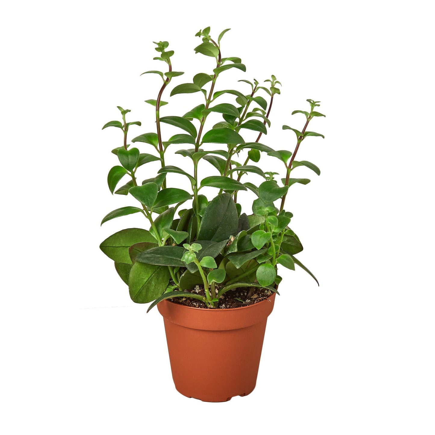 Lipstick Plant 4" potted plant