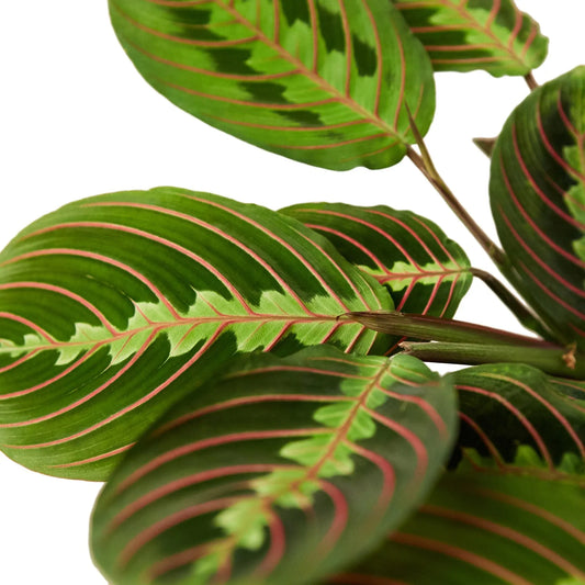 Maranta Red Prayer potted plant