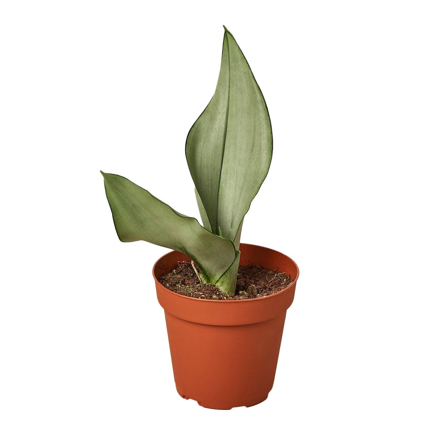 Snake Plant Moonshine 4" potted plant