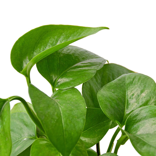 Pothos 'Green Queen' potted plant