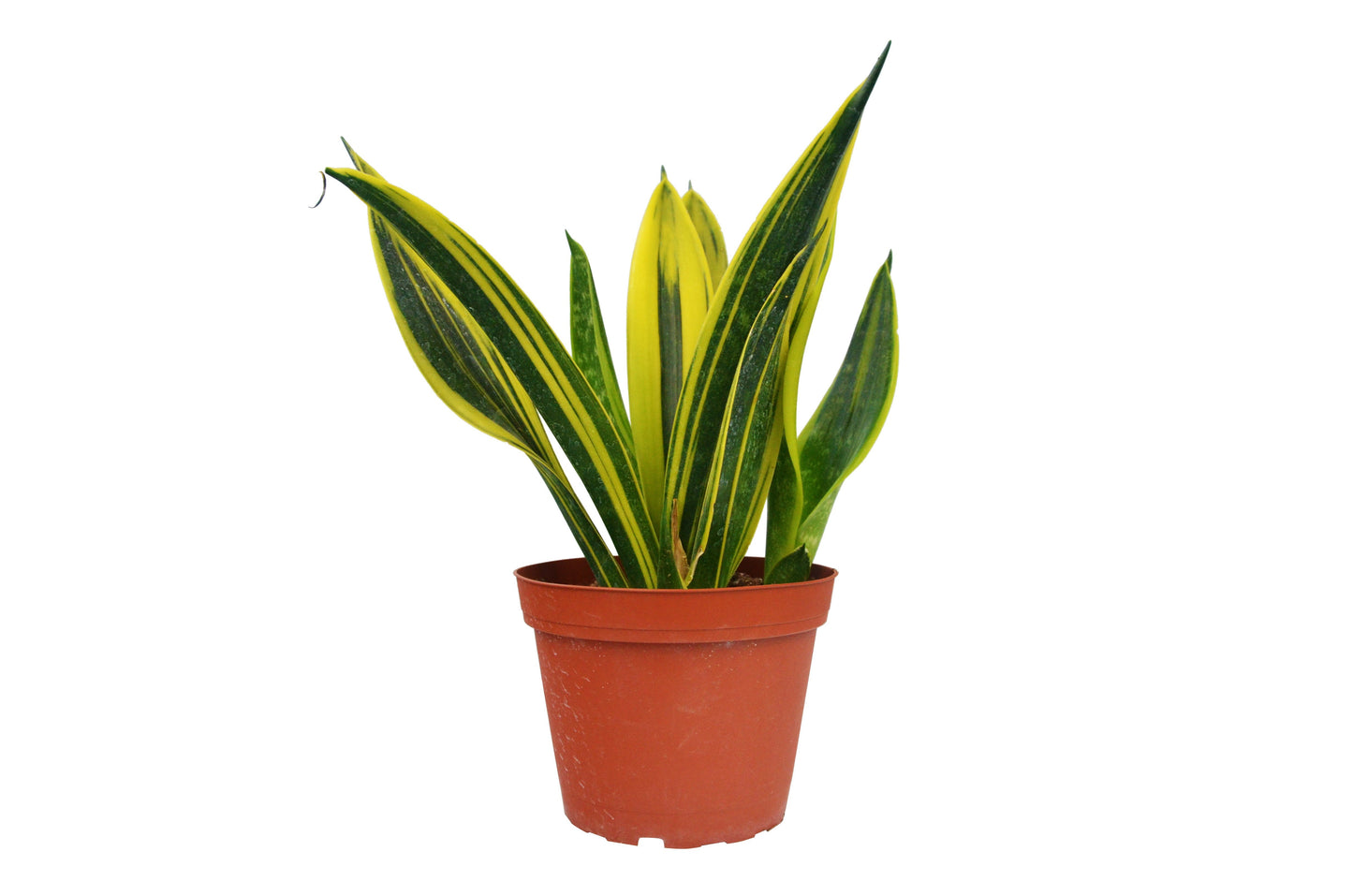 Snake 'Gold Flame' 6" potted plant