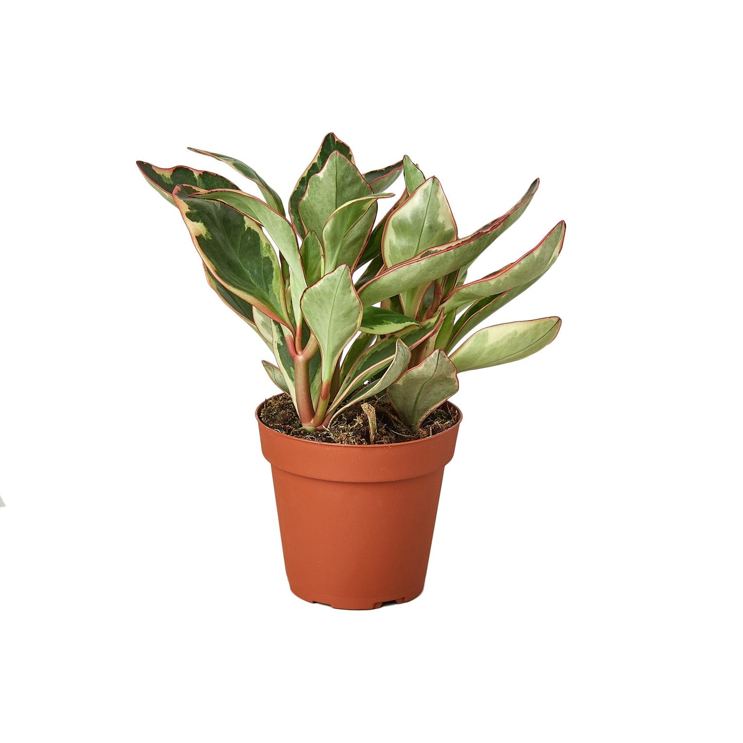 Peperomia 'Ginny' potted plant