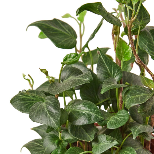 English Ivy 'Heart' potted plant