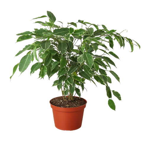 Ficus 'Breeze' 6" potted plant