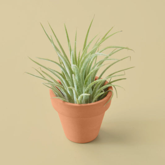 Ionantha Guatemala Tillandsia Air Plant with Terra Cotta potted plant