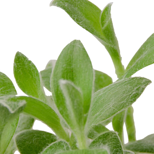 Tradescantia White Velvet 4" potted plant
