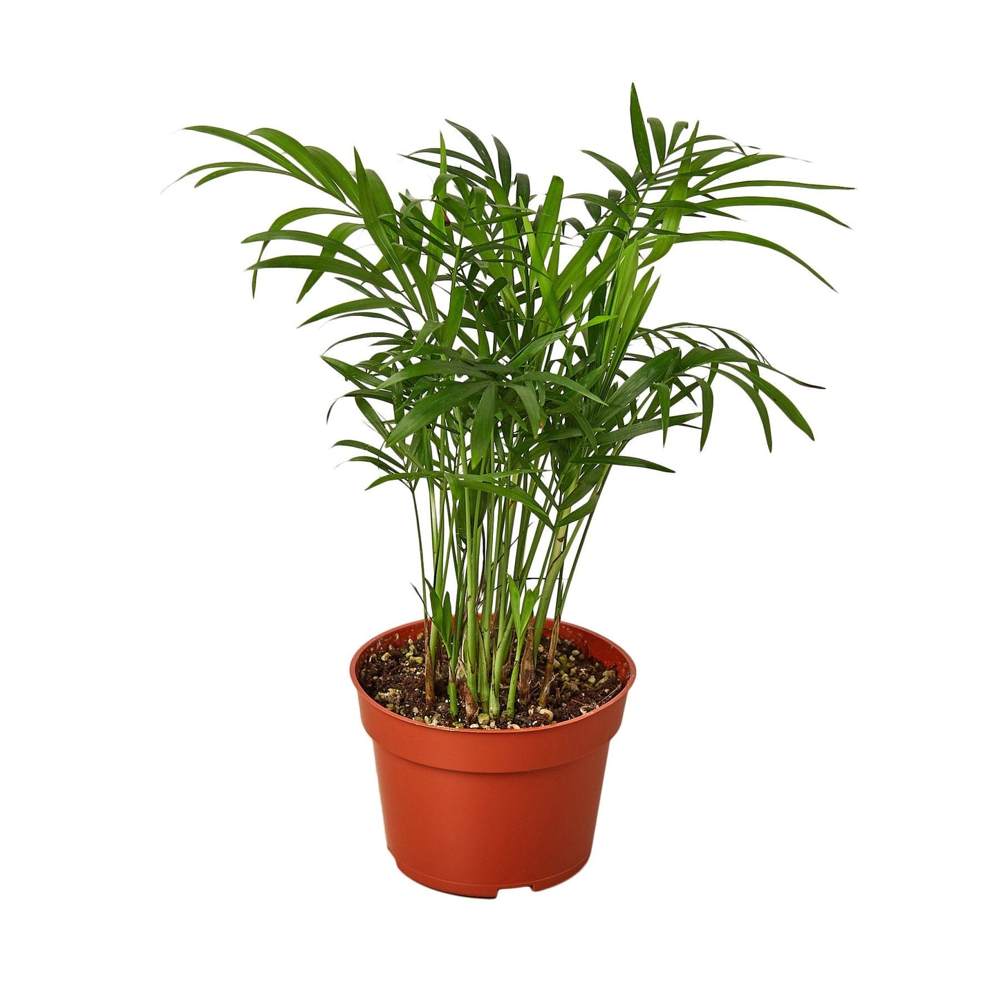 Parlor Palm 4" potted plant