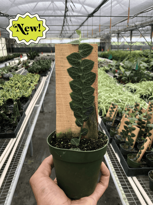 Rhaphidophora 'Cryptantha' (Shingle Plant) potted plant