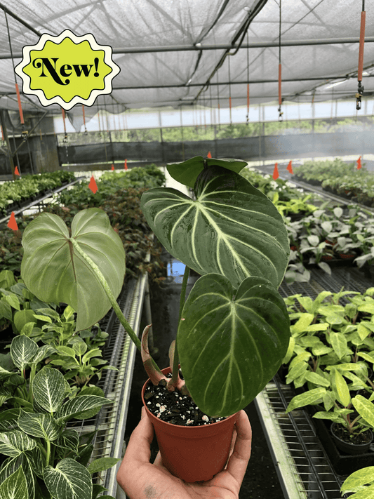 Philodendron Gloriosum potted plant