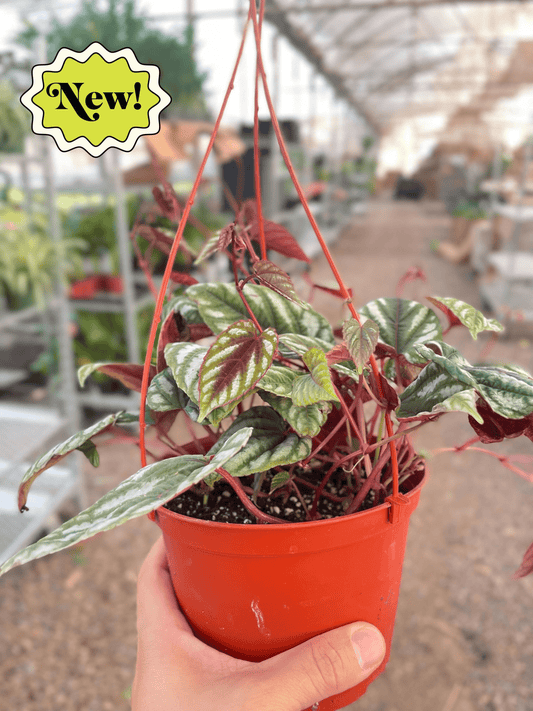 Begonia Rex Vine 6" potted plant