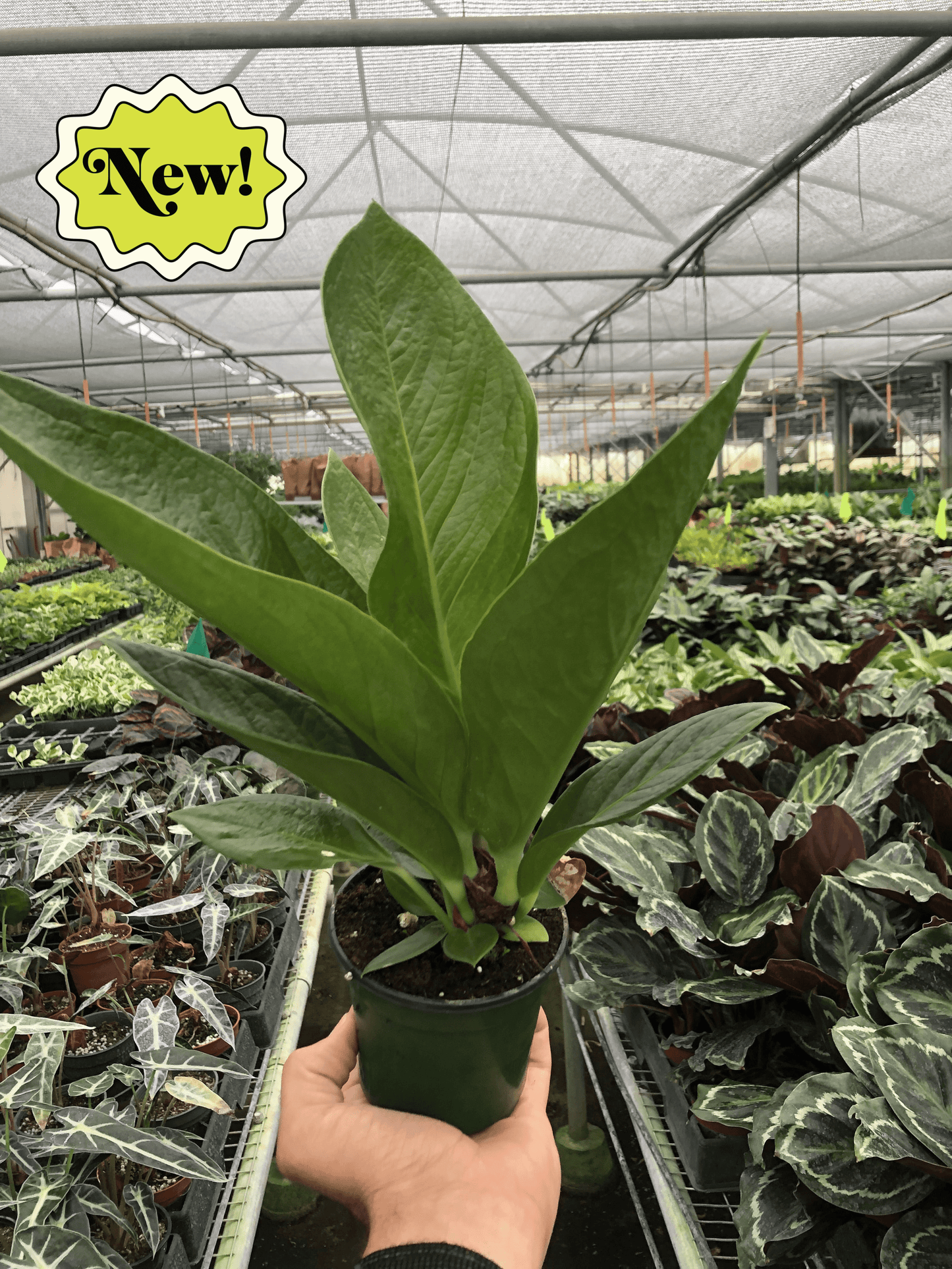 Anthurium 'Cobra' potted plant