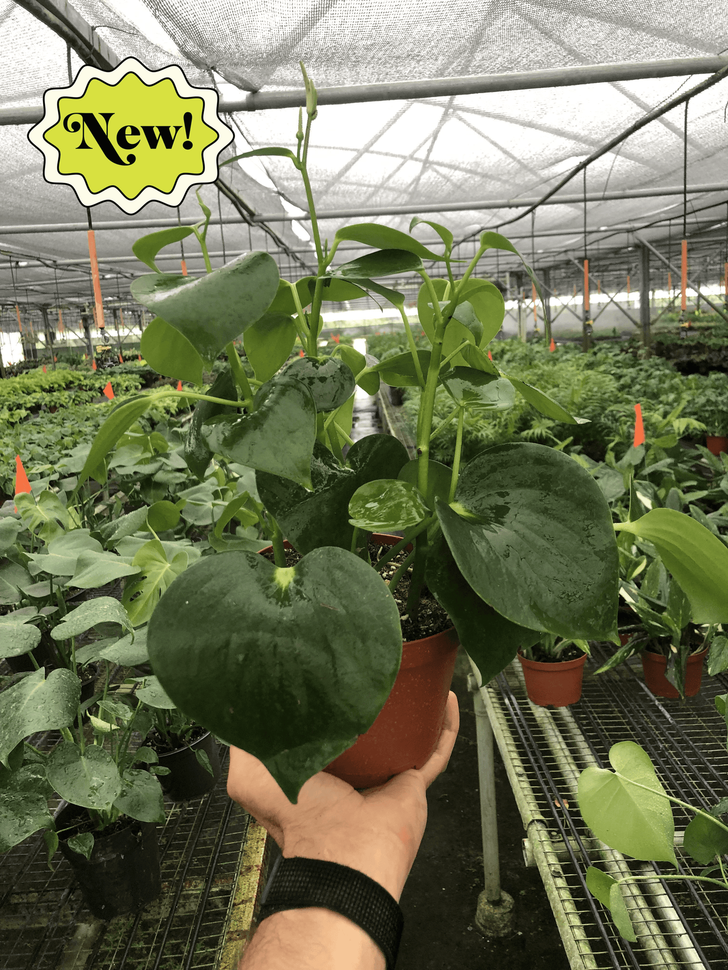 Peperomia 'Raindrop' potted plant