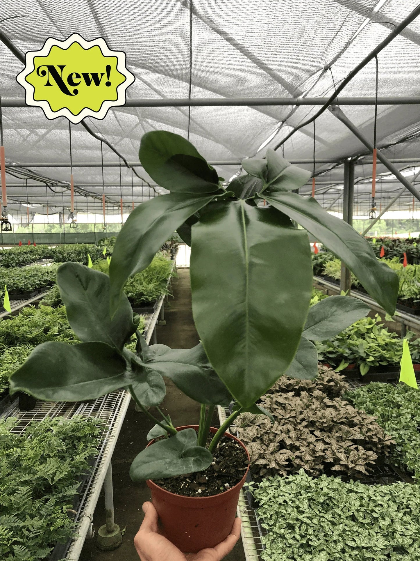 Philodendron 'Goeldii' potted plant