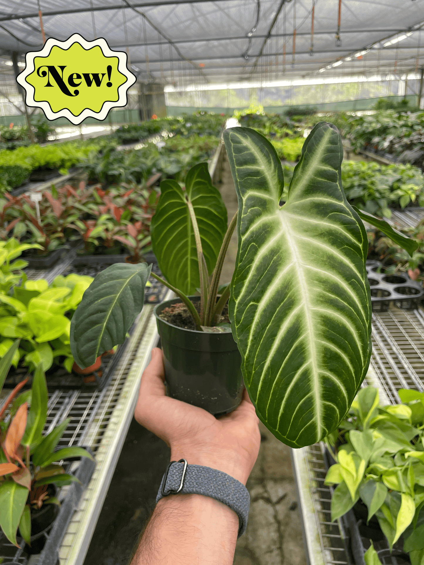 Xanthosoma 'Lendenii' potted plant