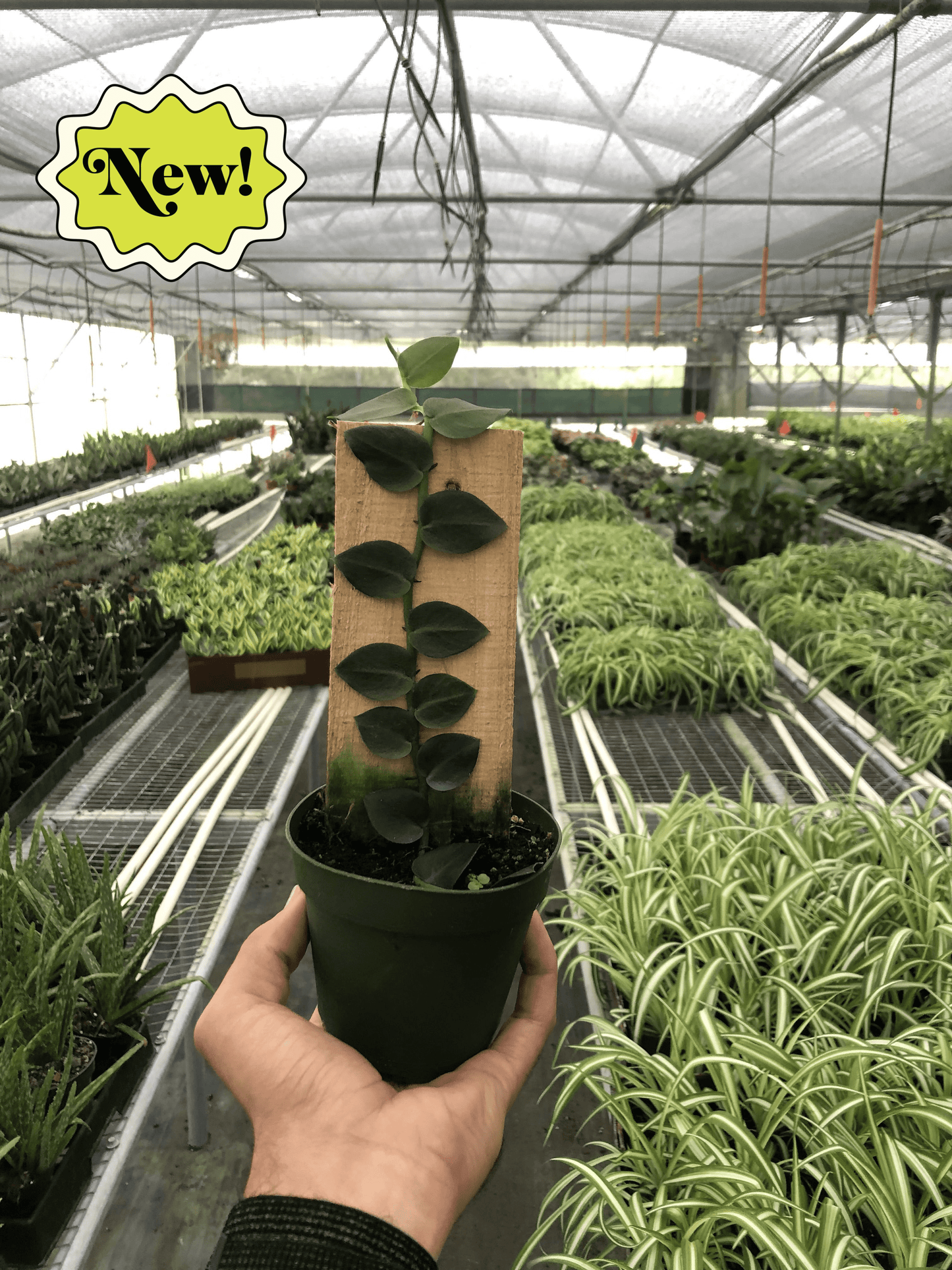 Rhaphidophora 'Hayi' (Shingle Plant) potted plant