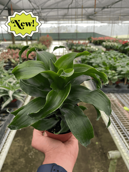 Dracaena 'Twister' potted plant