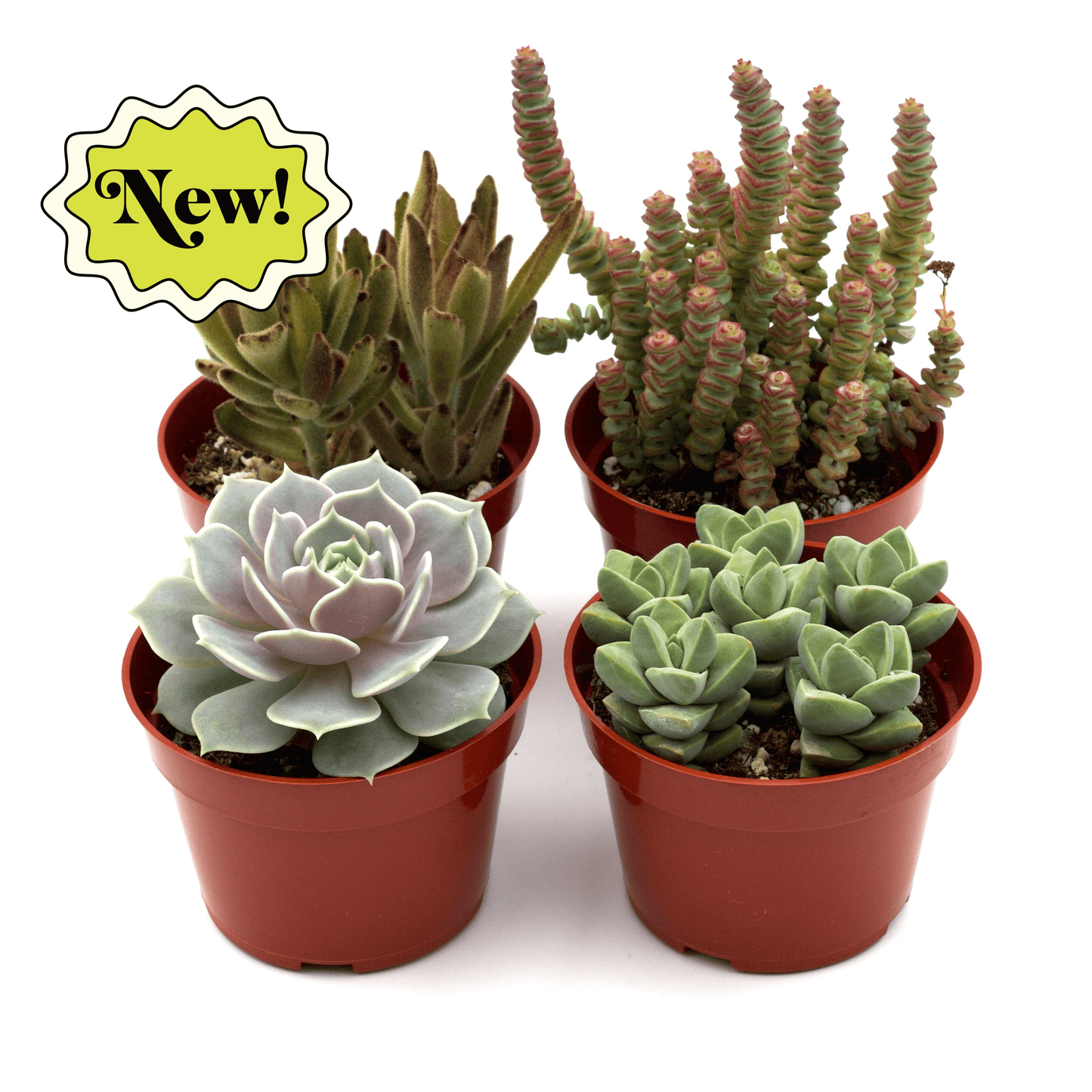 Assorted Succulent Variety potted plant