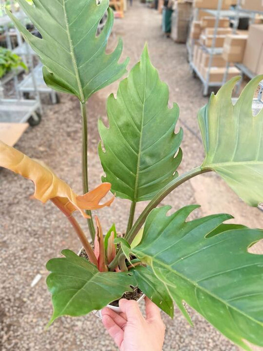 Philodendron Caramel Pluto potted plant