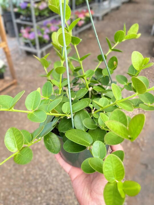 Hoya Cumingiana 4" potted plant