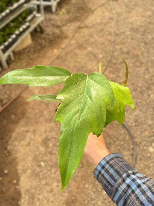 Philodendron Mayoi potted plant