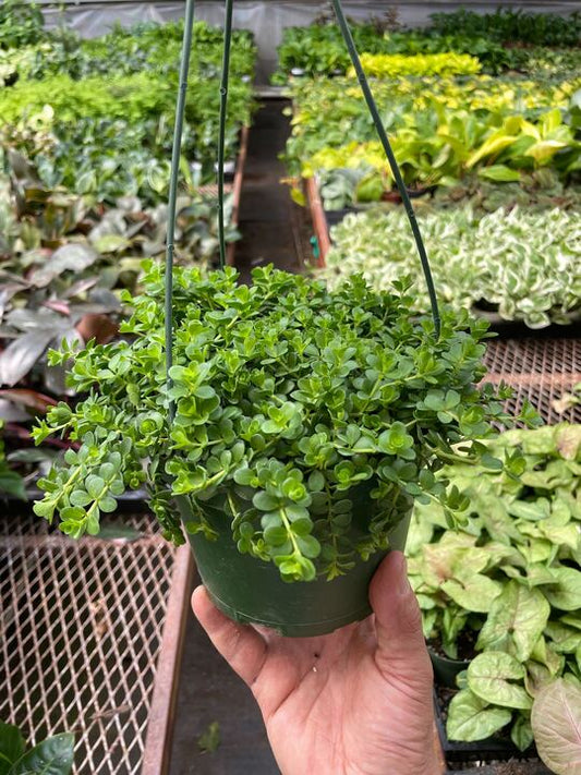 Peperomia Deppeana potted plant