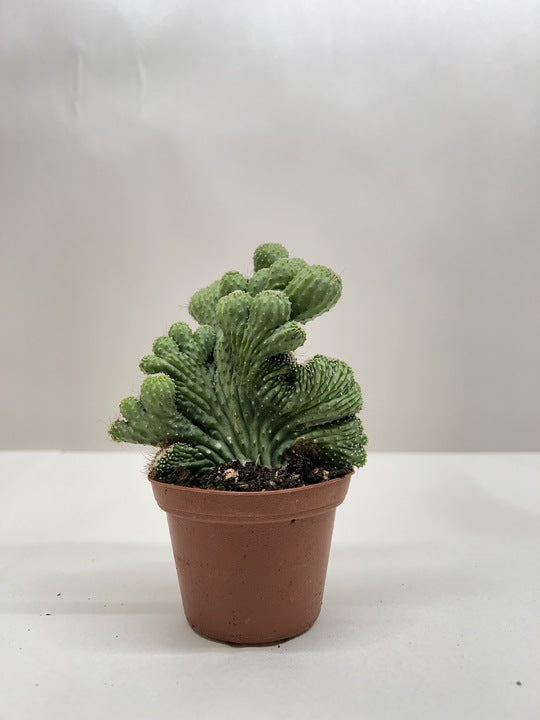 Succulent Cereus Coral Green potted plant