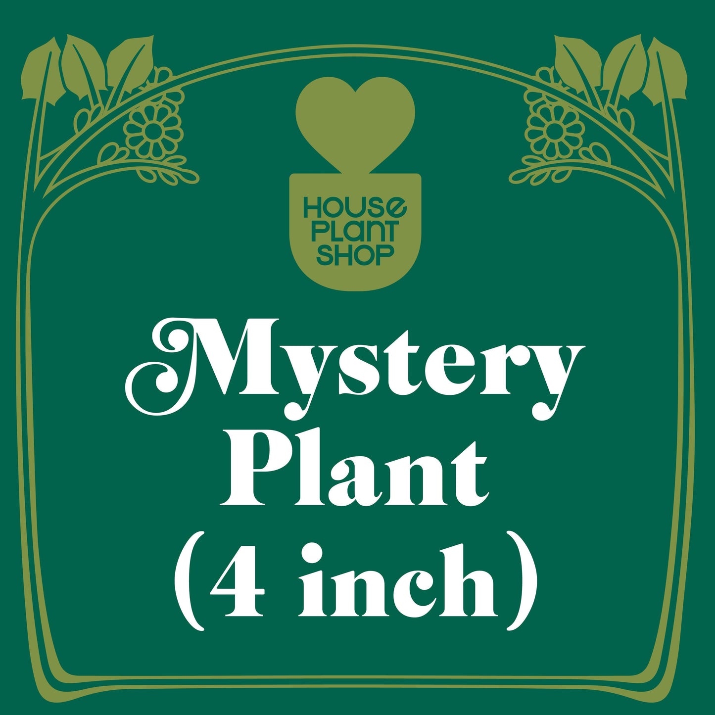 Mystery Flowering Plant potted plant