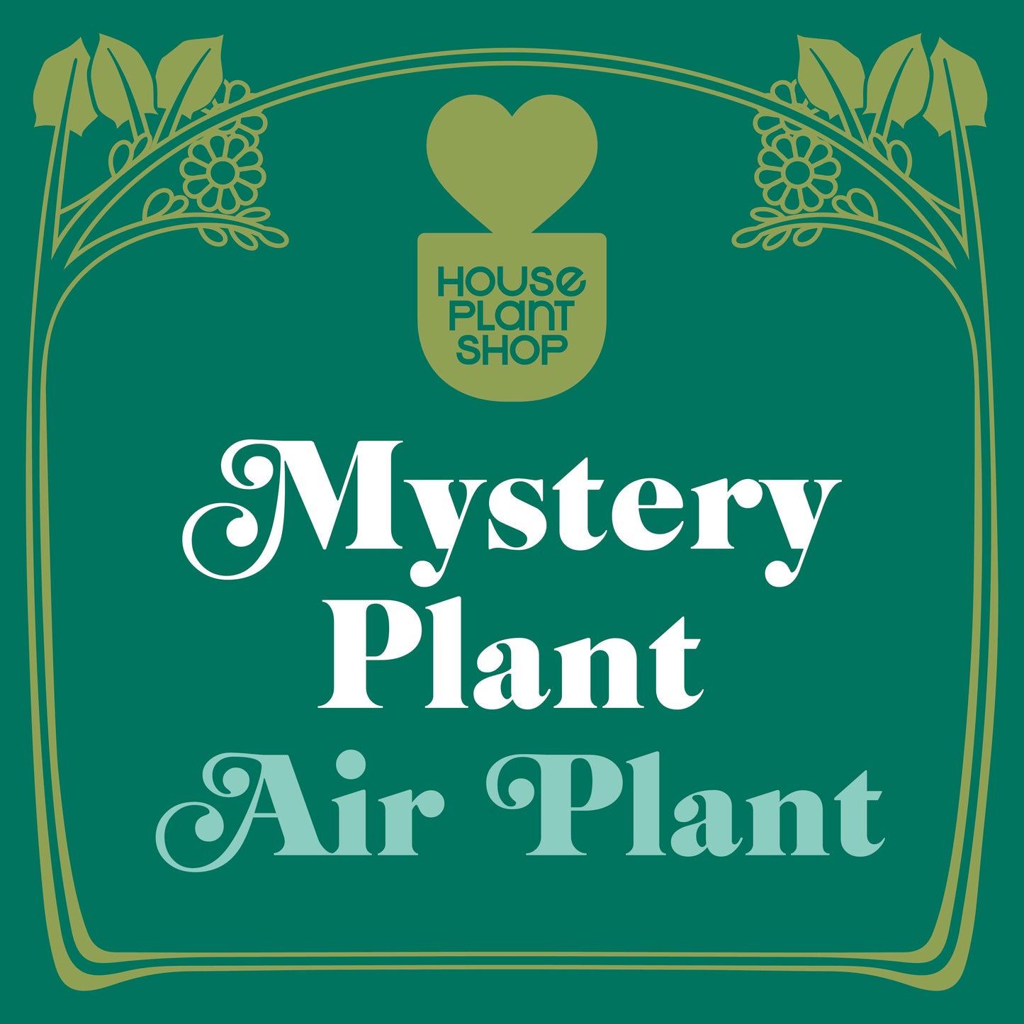 Mystery Air Plant potted plant
