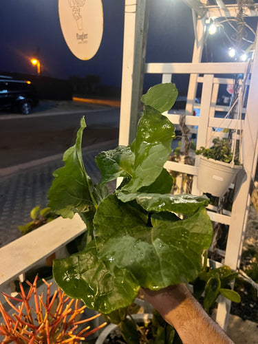 From Yard to Table: Home Gardening in Florida