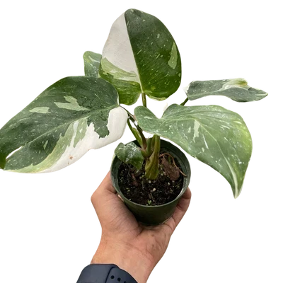 Tropical Foliage