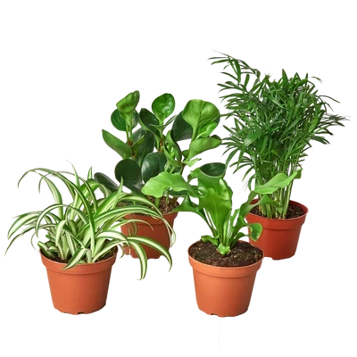 Pet Safe Plants