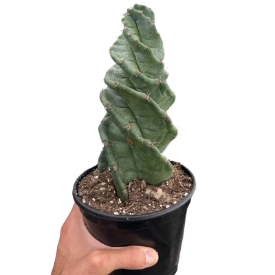 Succulents & Cacti