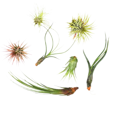 Air Plants