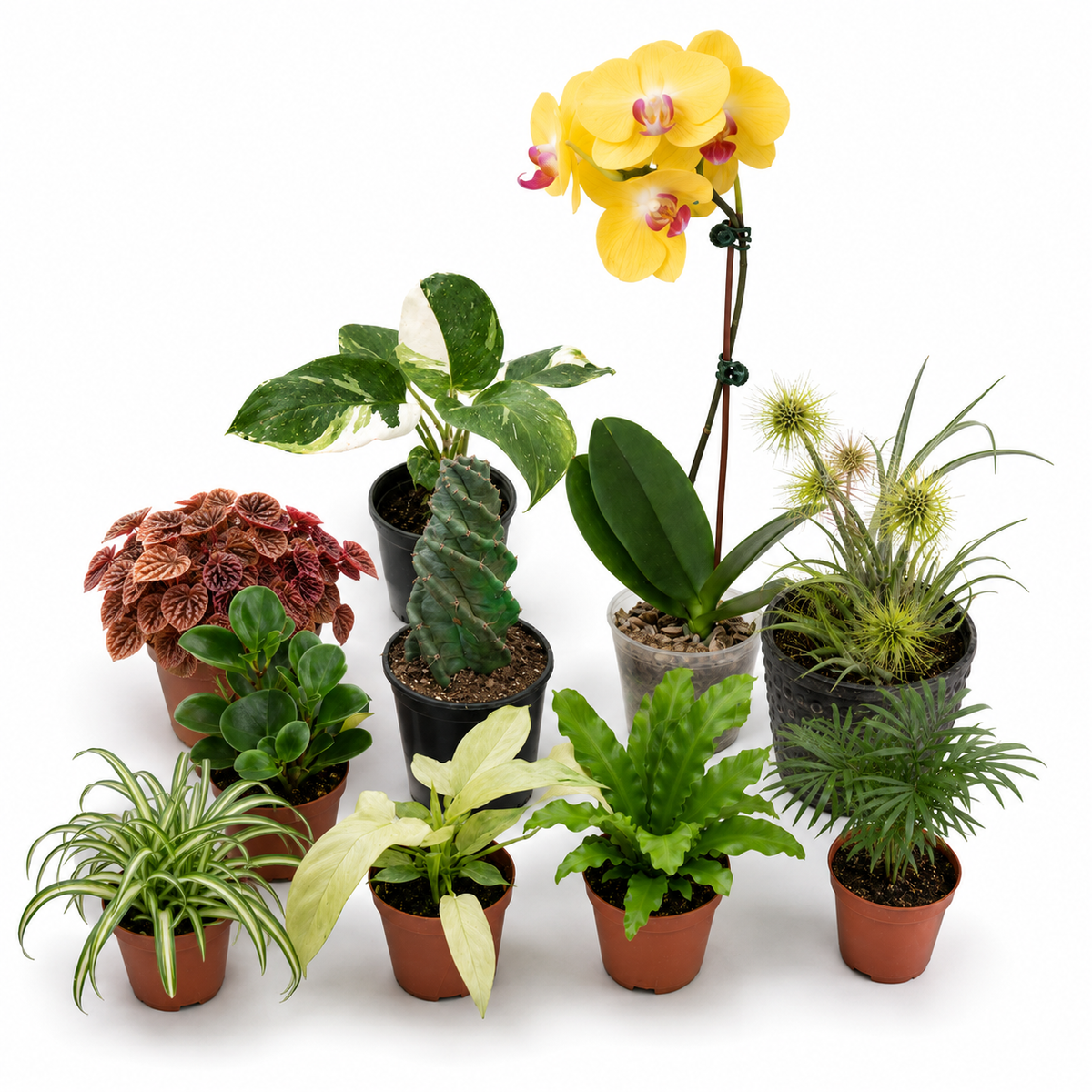 All Plants, Shipped