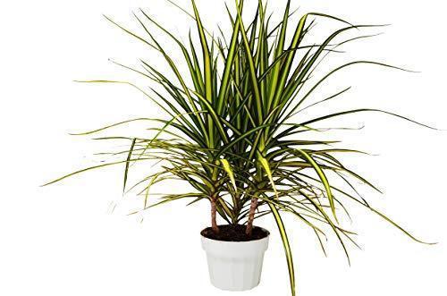 Dracaena Marginata 'Sunshine' potted plant