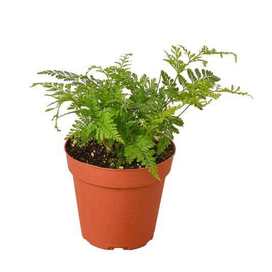 Rabbit's Foot Fern potted plant