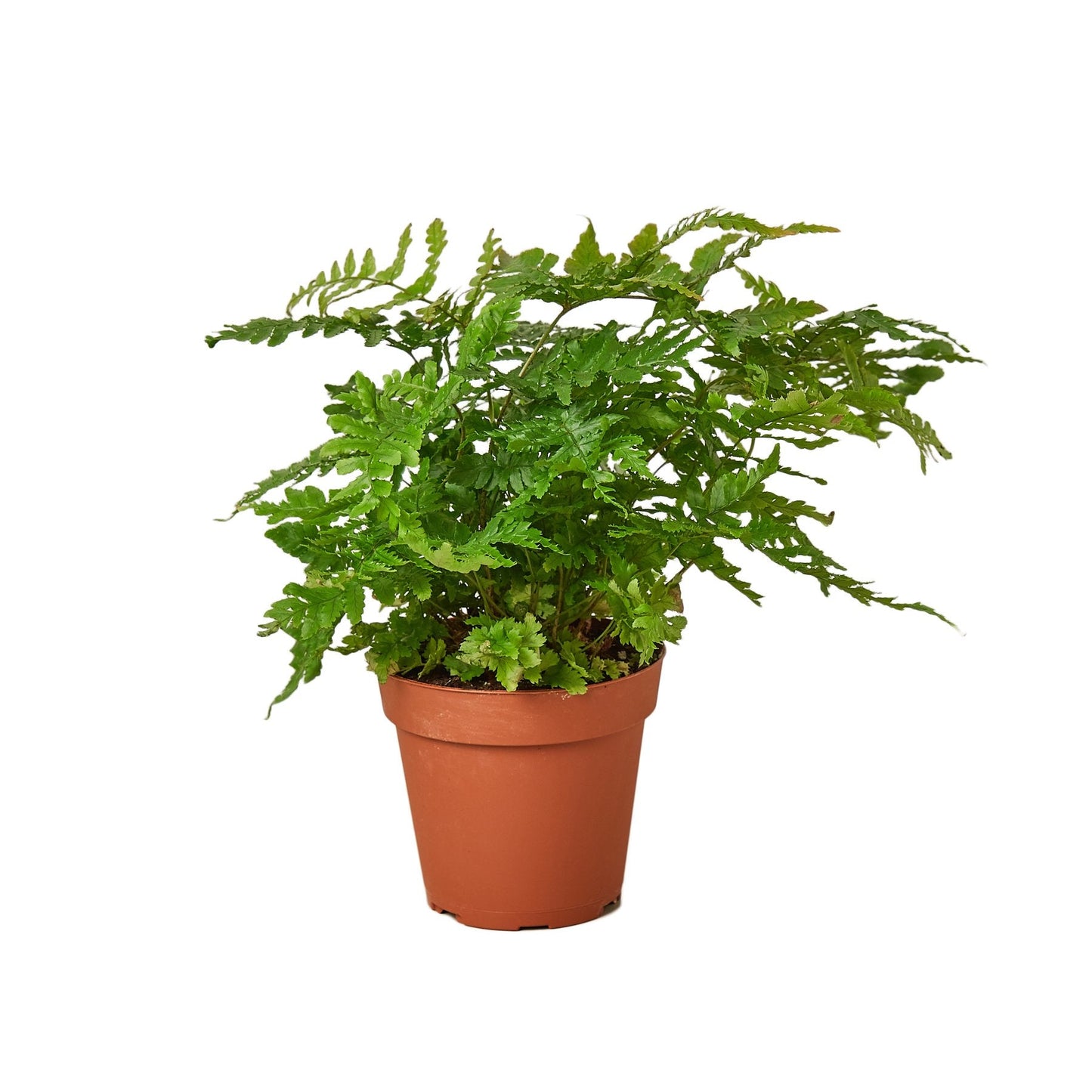 'Autumn' Fern potted plant