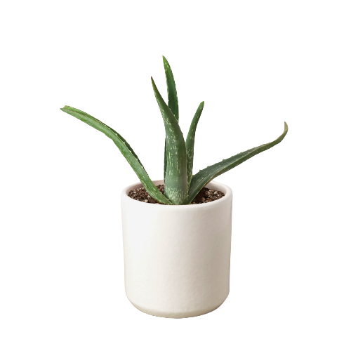 Aloe Vera potted plant