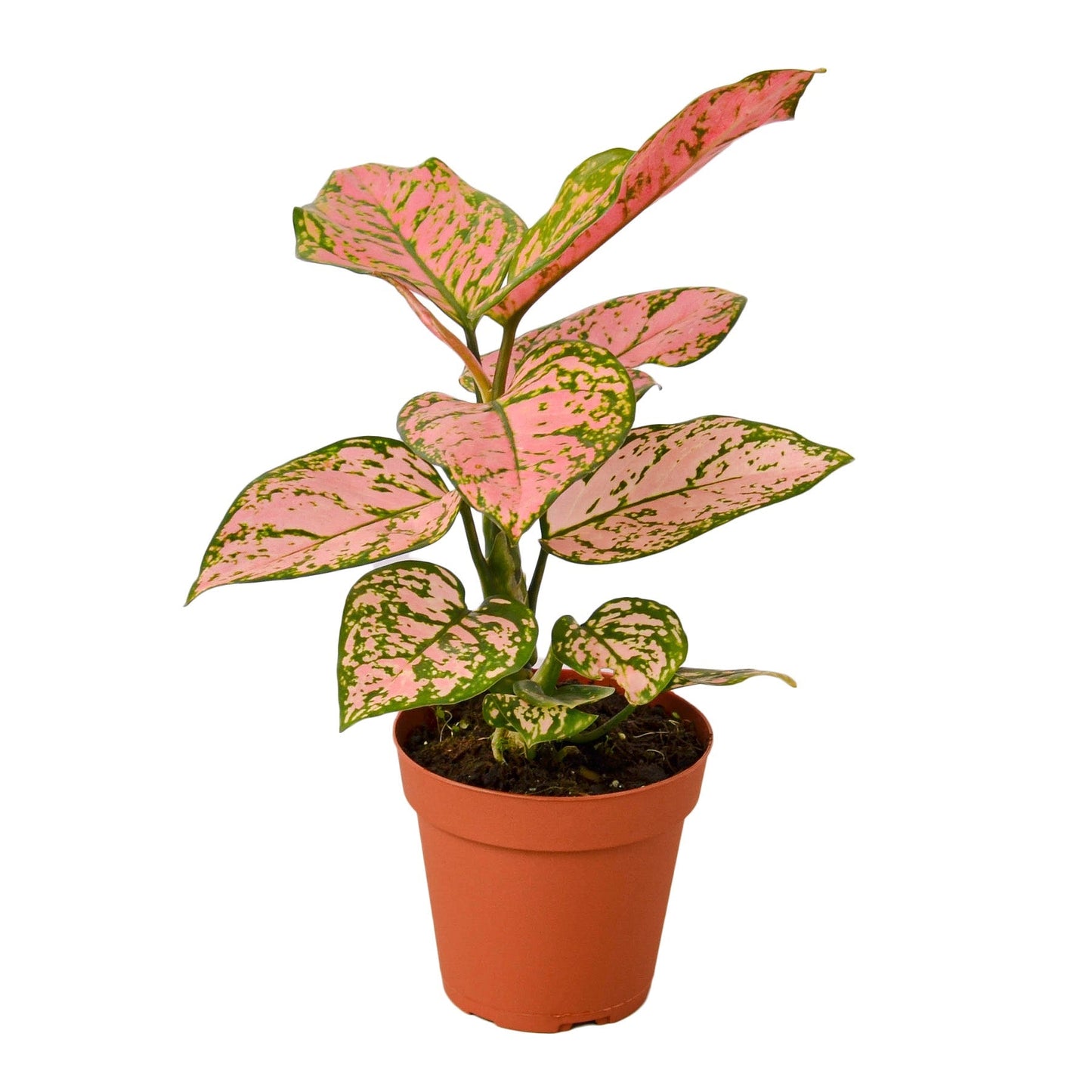 Chinese Evergreen 'Lady Valentine' 4" potted plant