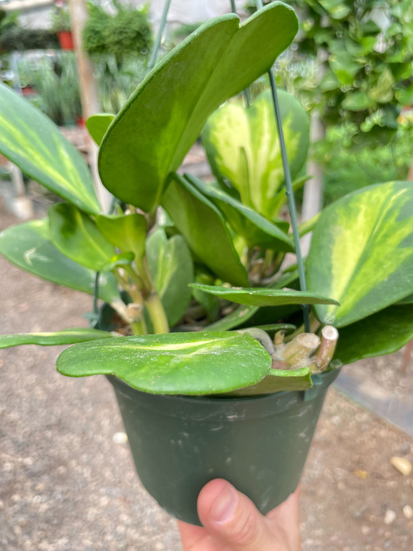 Hoya Heart 'Reverse Variegata' potted plant