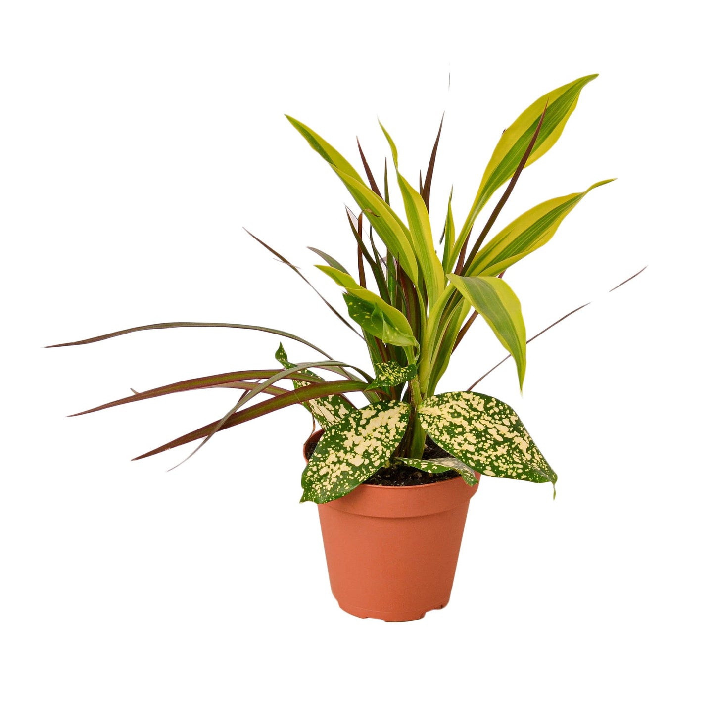 Dracaena 'Combo' potted plant
