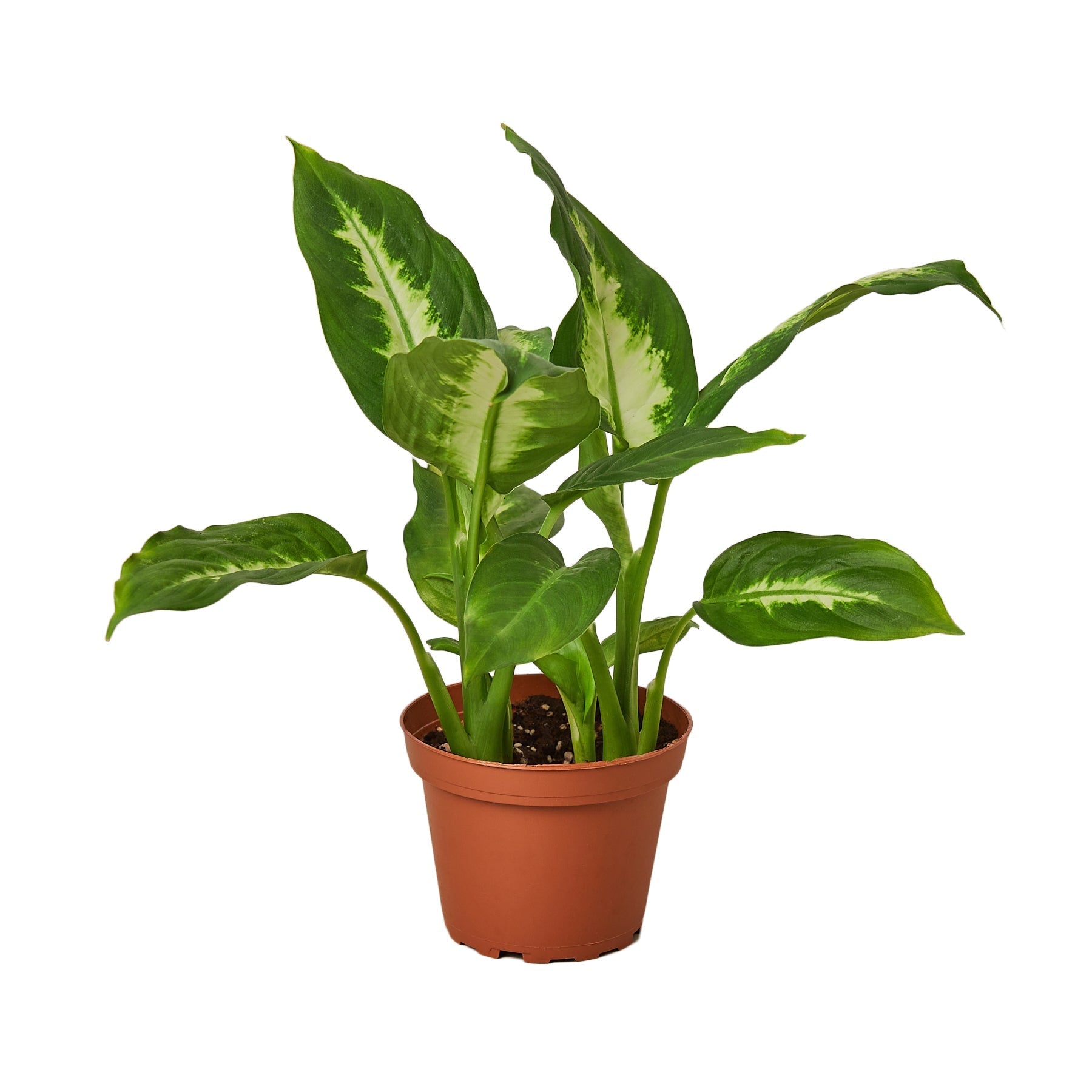 Dieffenbachia Camille 4" potted plant