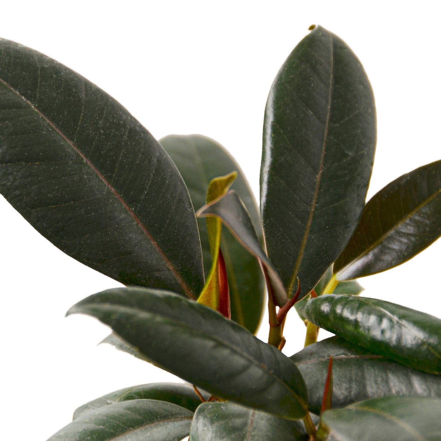 Ficus Elastica 'Burgundy' potted plant