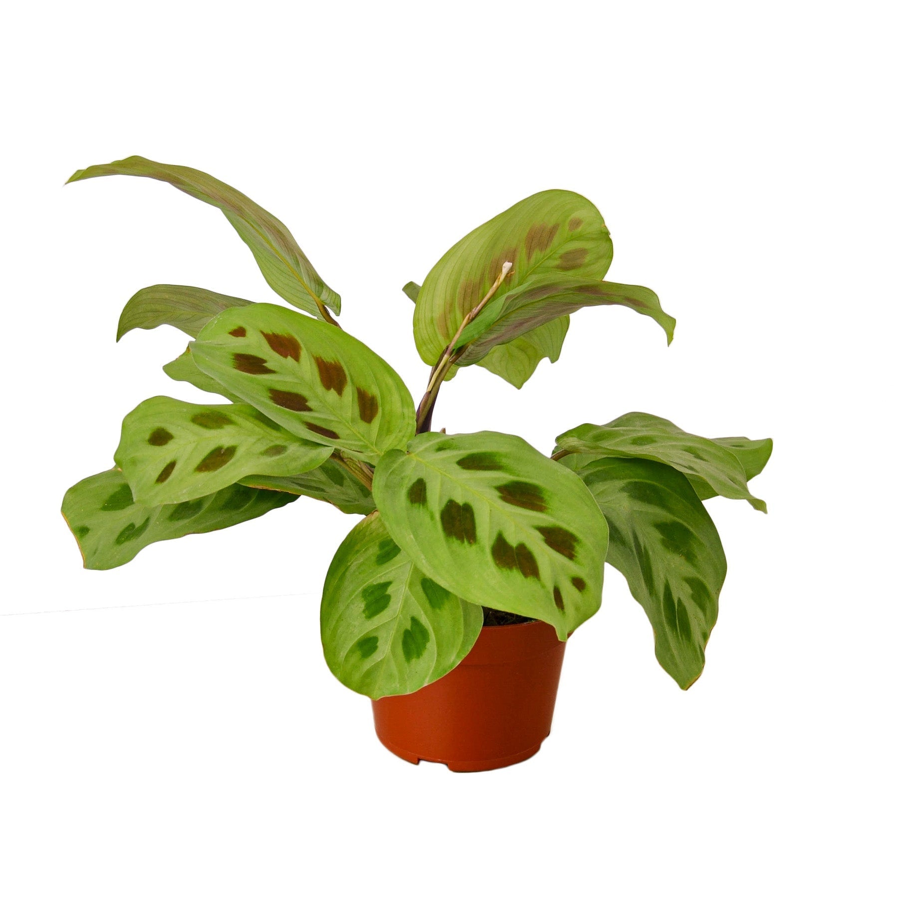 Maranta 'Leuconeura' 4" potted plant
