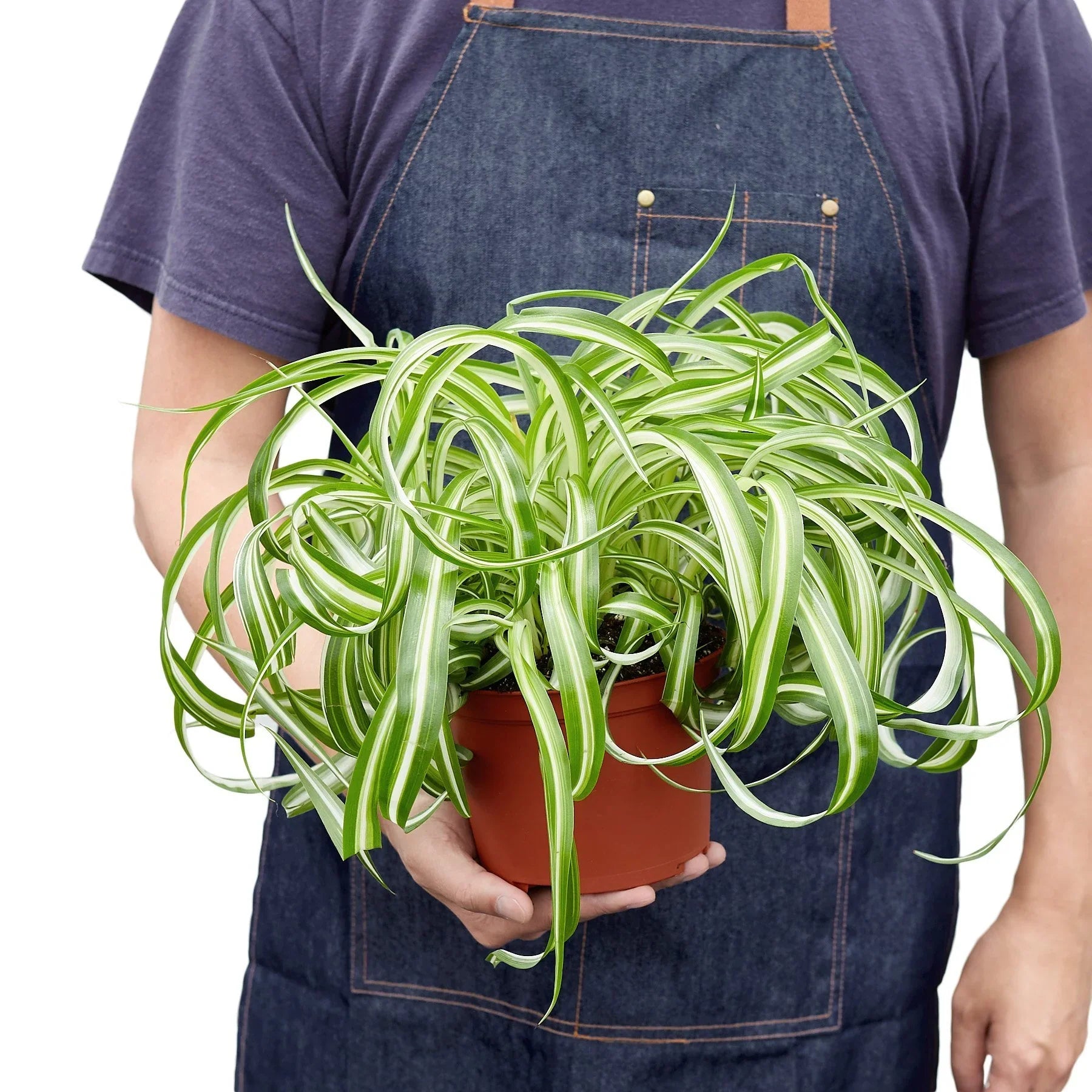 Spider Plant 'Bonnie' potted plant