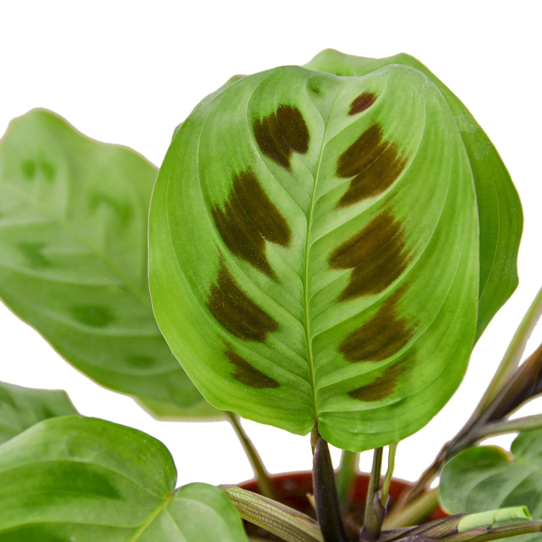 Maranta 'Leuconeura' 4" potted plant